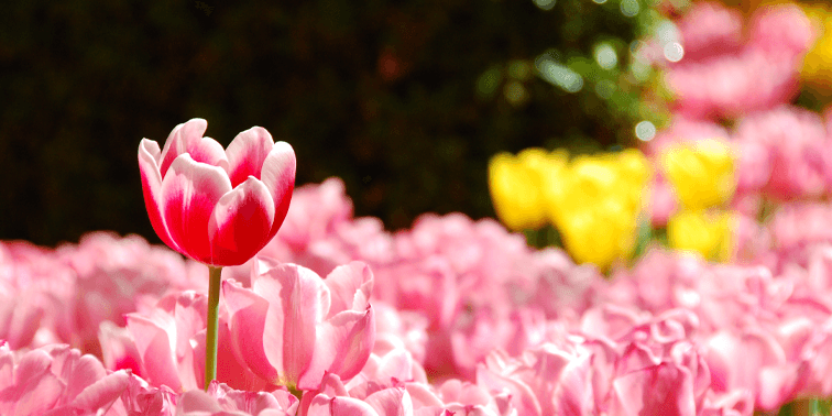 7 Steps to Creating a Small Business Website - Smart Cow Marketing Web Design Croydon